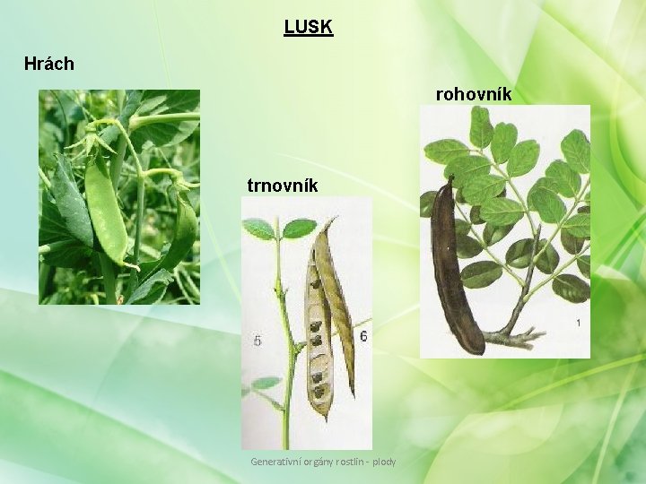 LUSK Hrách rohovník trnovník Generativní orgány rostlin - plody LUSK Hrách rohovník trnovník Generativní orgány rostlin - plody