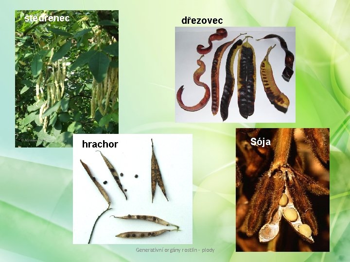 štědřenec dřezovec Sója hrachor Generativní orgány rostlin - plody štědřenec dřezovec Sója hrachor Generativní orgány rostlin - plody