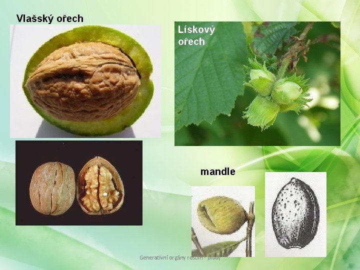 Vlašský ořech Lískový ořech mandle Generativní orgány rostlin - plody Vlašský ořech Lískový ořech mandle Generativní orgány rostlin - plody