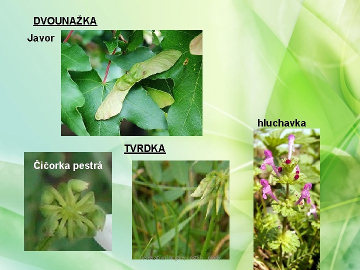 DVOUNAŽKA Javor hluchavka TVRDKA Čičorka pestrá Generativní orgány rostlin - plody DVOUNAŽKA Javor hluchavka TVRDKA Čičorka pestrá Generativní orgány rostlin - plody