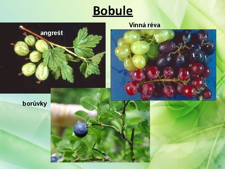 Bobule Vinná réva angrešt borůvky Generativní orgány rostlin - plody Bobule Vinná réva angrešt borůvky Generativní orgány rostlin - plody