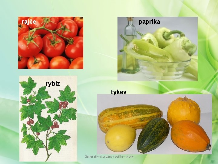 rajče paprika rybíz tykev Generativní orgány rostlin - plody rajče paprika rybíz tykev Generativní orgány rostlin - plody