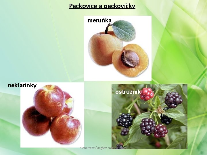 Peckovice a peckovičky meruňka nektarinky ostružník Generativní orgány rostlin - plody Peckovice a peckovičky meruňka nektarinky ostružník Generativní orgány rostlin - plody