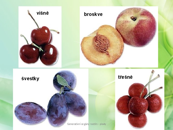 višně broskve třešně švestky Generativní orgány rostlin - plody višně broskve třešně švestky Generativní orgány rostlin - plody
