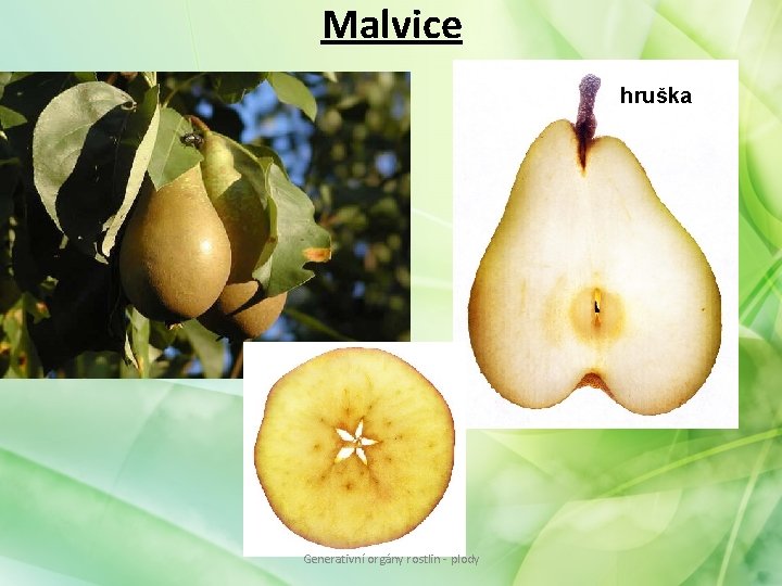 Malvice hruška Generativní orgány rostlin - plody Malvice hruška Generativní orgány rostlin - plody