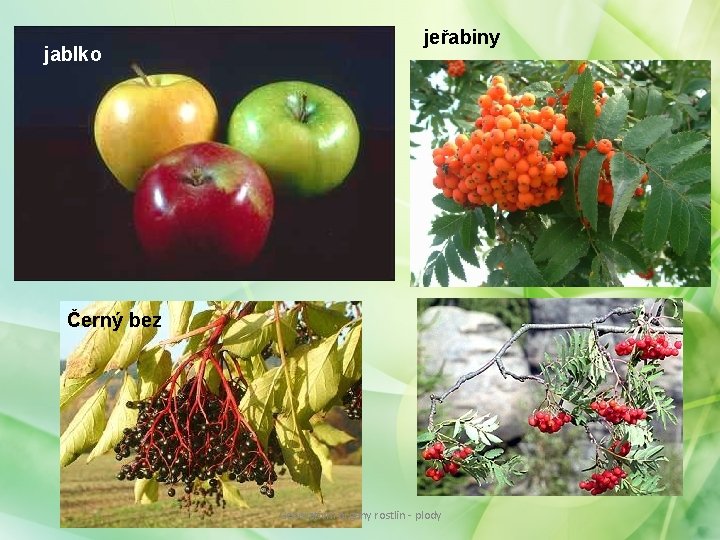 jablko jeřabiny Černý bez Generativní orgány rostlin - plody jablko jeřabiny Černý bez Generativní orgány rostlin - plody