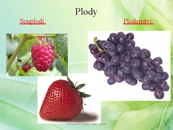 Plody Souplodí: Plodenství: Generativní orgány rostlin - plody Plody Souplodí: Plodenství: Generativní orgány rostlin - plody