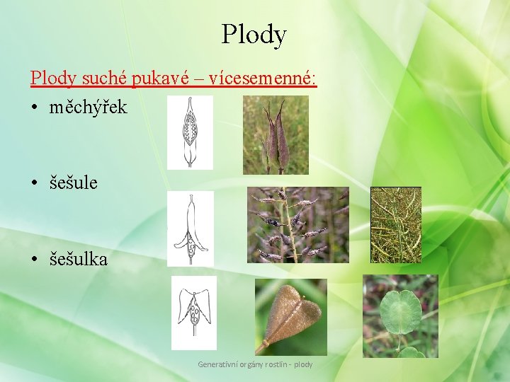Plody suché pukavé – vícesemenné: • měchýřek • šešule • šešulka Generativní orgány rostlin Plody suché pukavé – vícesemenné: • měchýřek • šešule • šešulka Generativní orgány rostlin