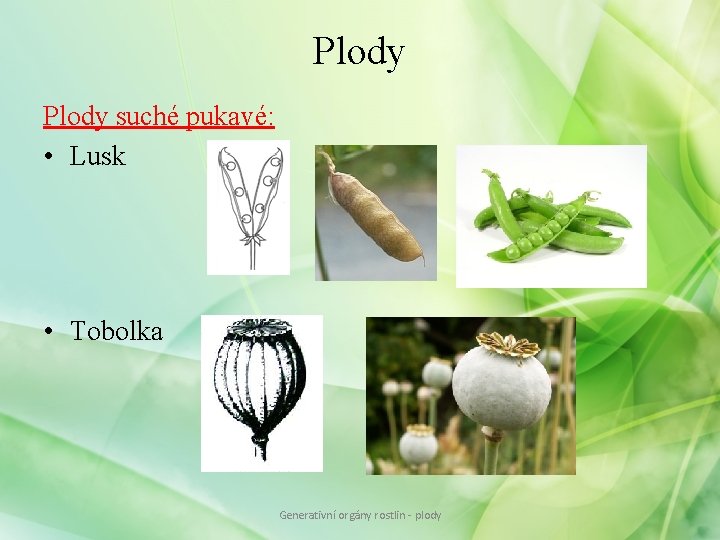 Plody suché pukavé: • Lusk • Tobolka Generativní orgány rostlin - plody Plody suché pukavé: • Lusk • Tobolka Generativní orgány rostlin - plody