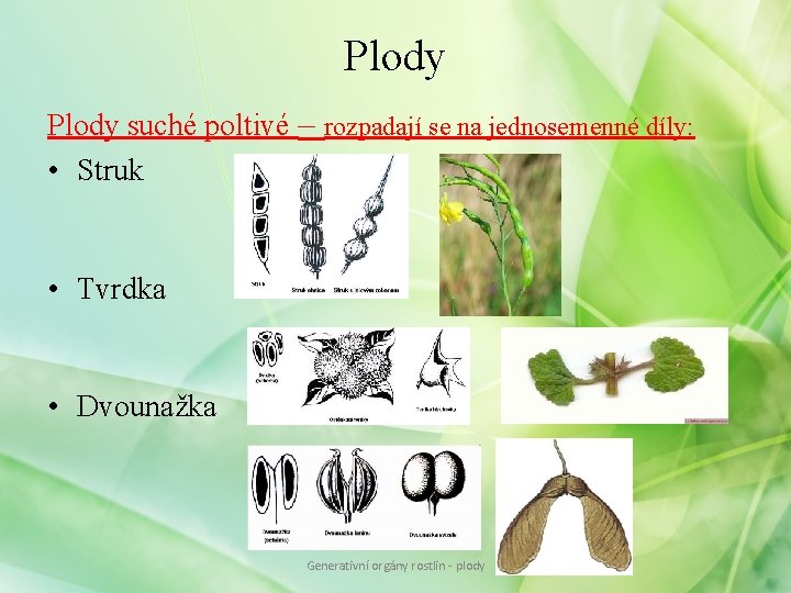 Plody suché poltivé – rozpadají se na jednosemenné díly: • Struk • Tvrdka • Plody suché poltivé – rozpadají se na jednosemenné díly: • Struk • Tvrdka •