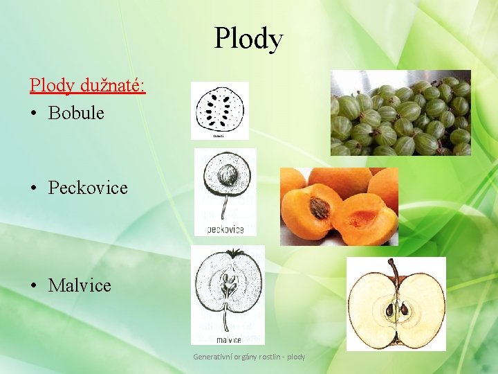 Plody dužnaté: • Bobule • Peckovice • Malvice Generativní orgány rostlin - plody Plody dužnaté: • Bobule • Peckovice • Malvice Generativní orgány rostlin - plody