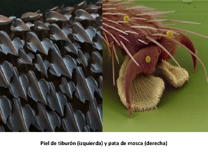 Piel de tiburón (izquierda) y pata de mosca (derecha) 