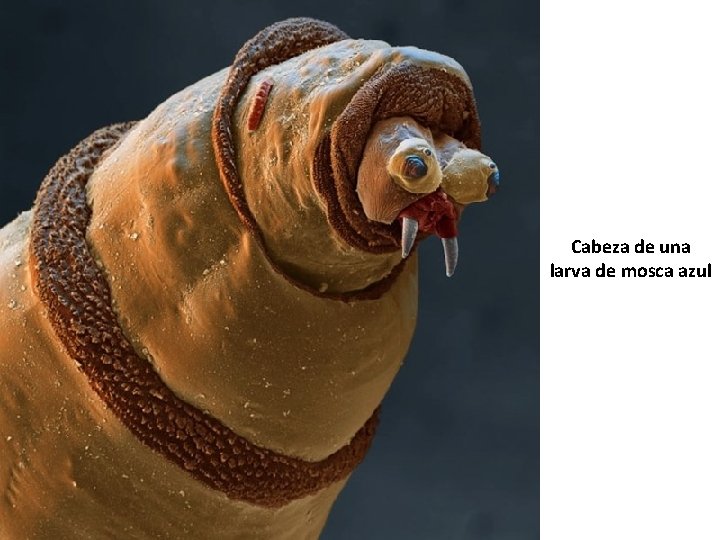 Cabeza de una larva de mosca azul 