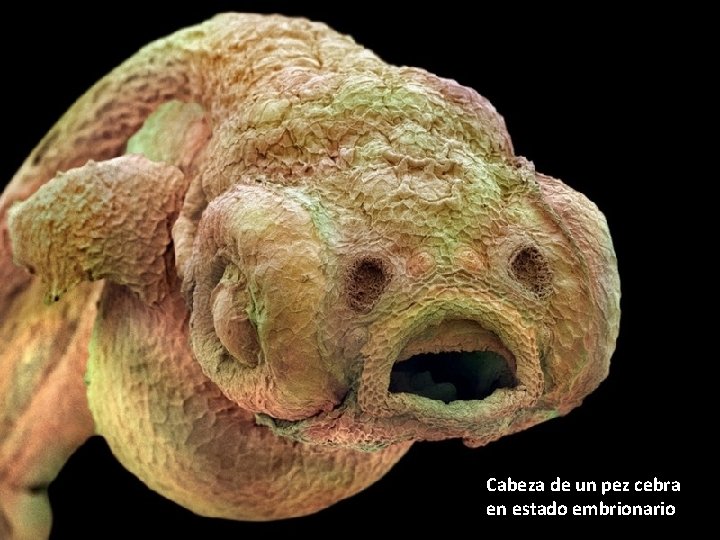 Cabeza de un pez cebra en estado embrionario 