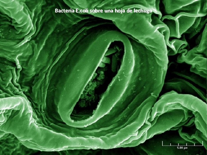 Bacteria E. coli sobre una hoja de lechuga 