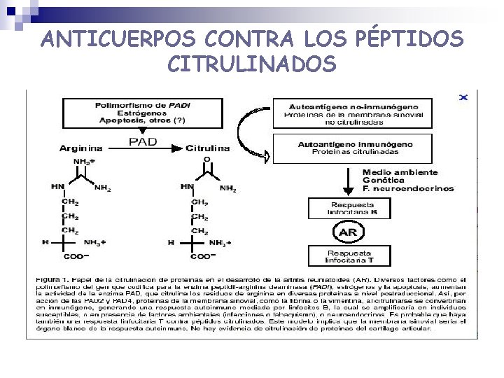 ANTICUERPOS CONTRA LOS PÉPTIDOS CITRULINADOS ANTICUERPOS CONTRA LOS PÉPTIDOS CITRULINADOS