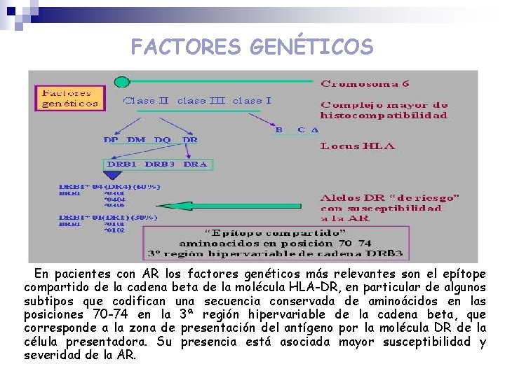 FACTORES GENÉTICOS En pacientes con AR los factores genéticos más relevantes son el epítope FACTORES GENÉTICOS En pacientes con AR los factores genéticos más relevantes son el epítope