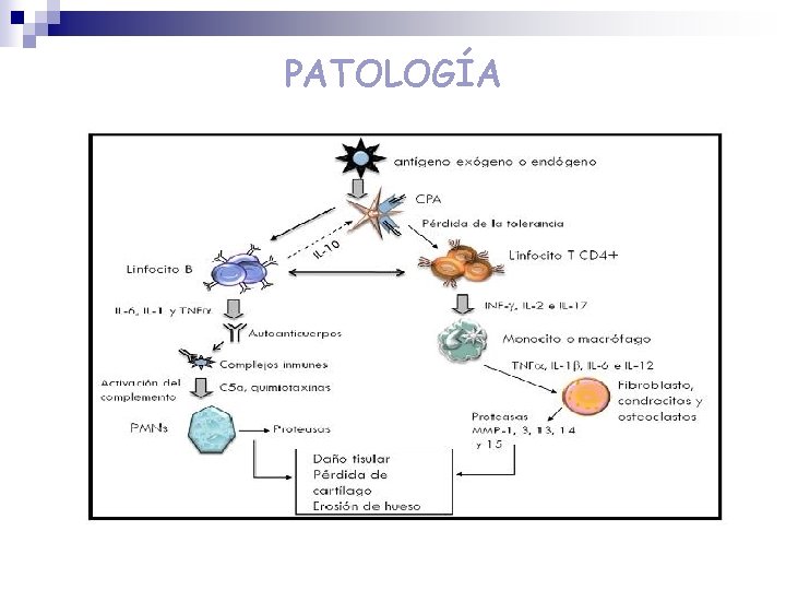 PATOLOGÍA PATOLOGÍA