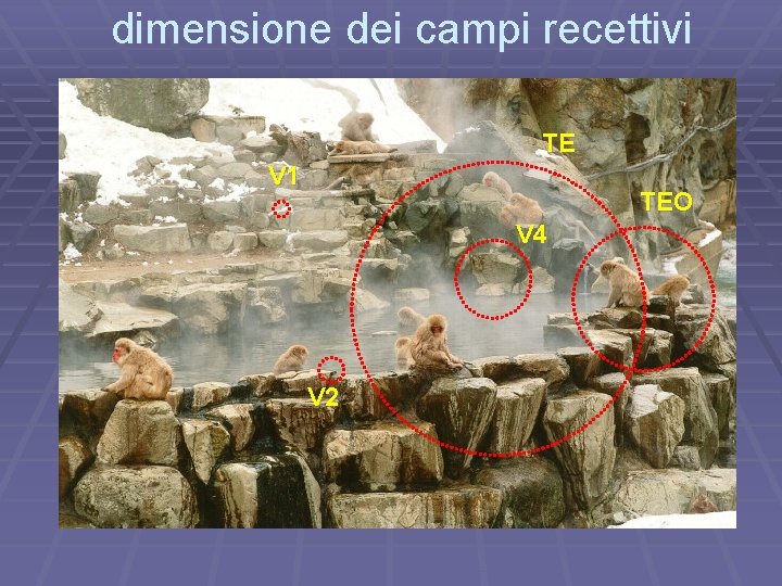 dimensione dei campi recettivi TE V 1 TEO V 4 V 2 