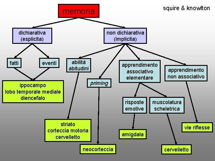 squire & knowlton memoria dichiarativa (esplicita) fatti non dichiarativa (implicita) eventi abilità abitudini priming