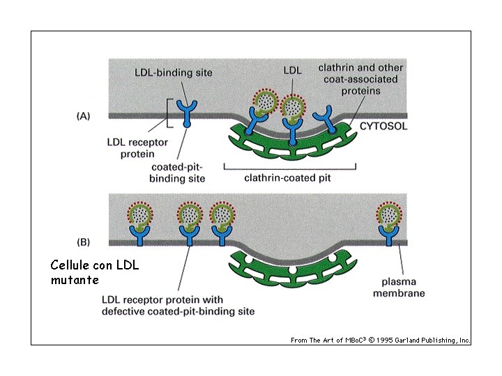 Cellule con LDL mutante 
