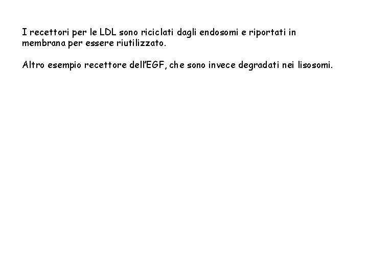 I recettori per le LDL sono riciclati dagli endosomi e riportati in membrana per