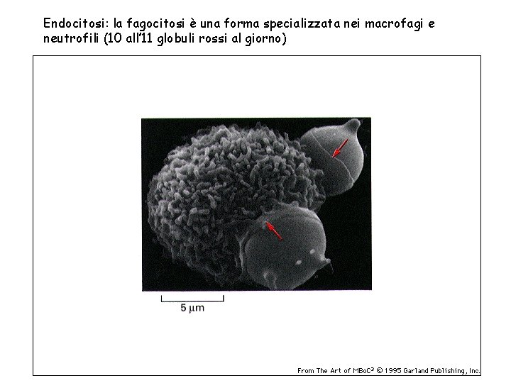 Endocitosi: la fagocitosi è una forma specializzata nei macrofagi e neutrofili (10 all’ 11