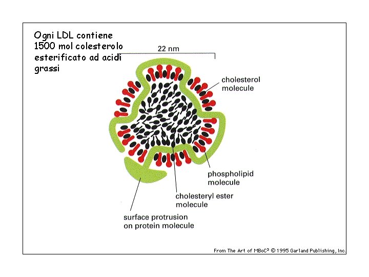 Ogni LDL contiene 1500 mol colesterolo esterificato ad acidi grassi 