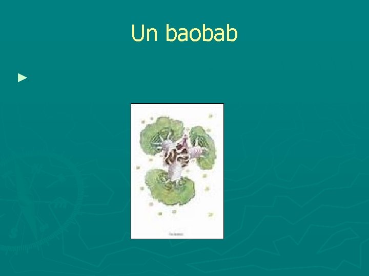 Un baobab ► 