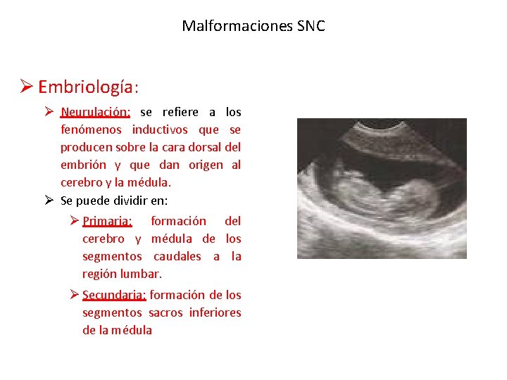 Malformaciones SNC Ø Embriología: Ø Neurulación: se refiere a los fenómenos inductivos que se