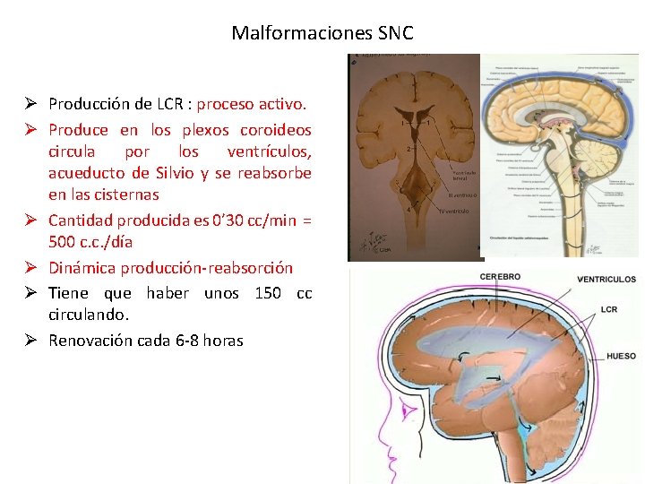 Malformaciones SNC Ø Producción de LCR : proceso activo. Ø Produce en los plexos