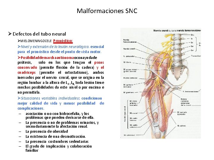 Malformaciones SNC ØDefectos del tubo neural ØMIELOMENINGOCELE Pronóstico: ØNivel y extensión de la lesión
