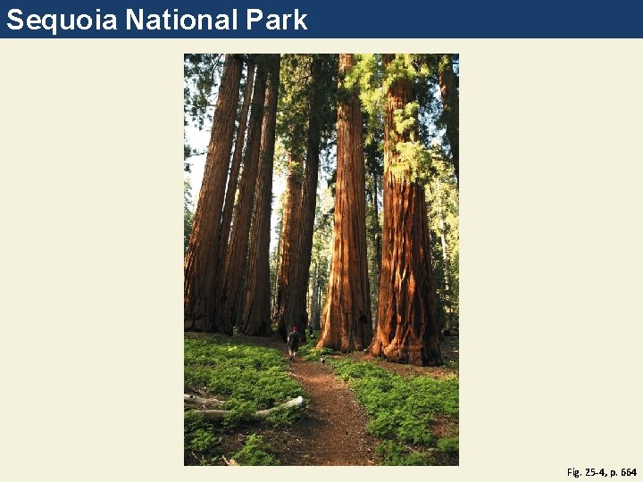 Sequoia National Park Fig. 25 -4, p. 664 