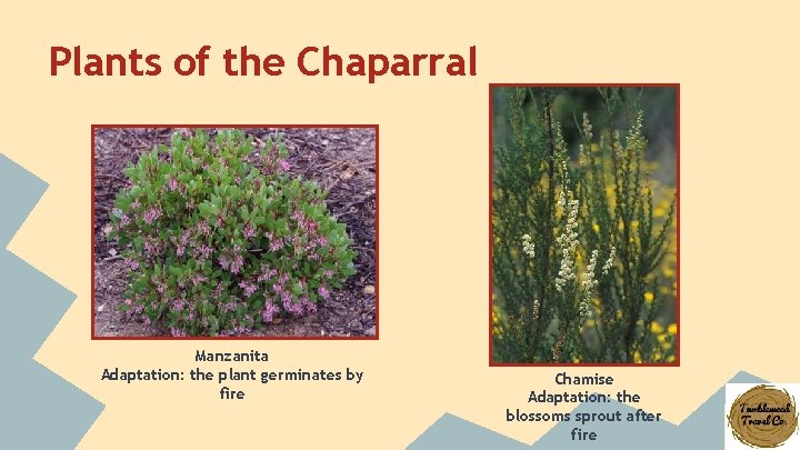 Plants of the Chaparral Manzanita Adaptation: the plant germinates by fire Chamise Adaptation: the