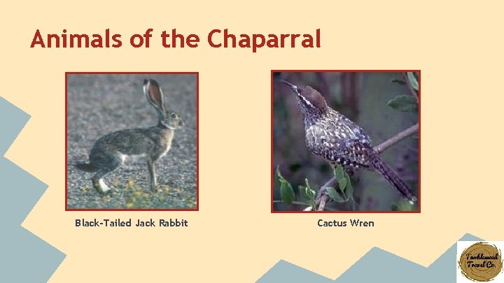 Animals of the Chaparral Black-Tailed Jack Rabbit Cactus Wren 