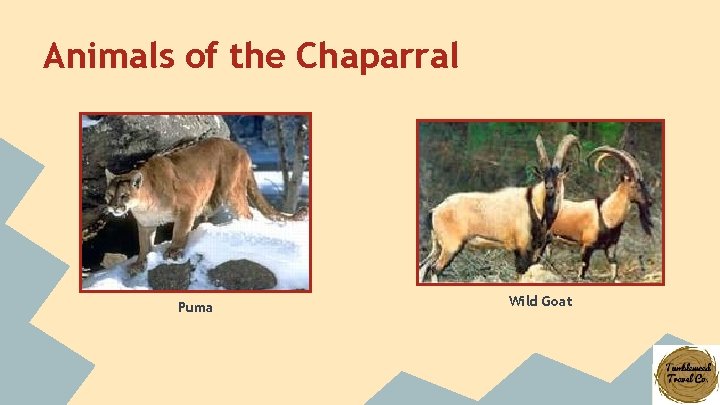 Animals of the Chaparral Puma Wild Goat 