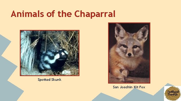 Animals of the Chaparral Spotted Skunk San Joachin Kit Fox 