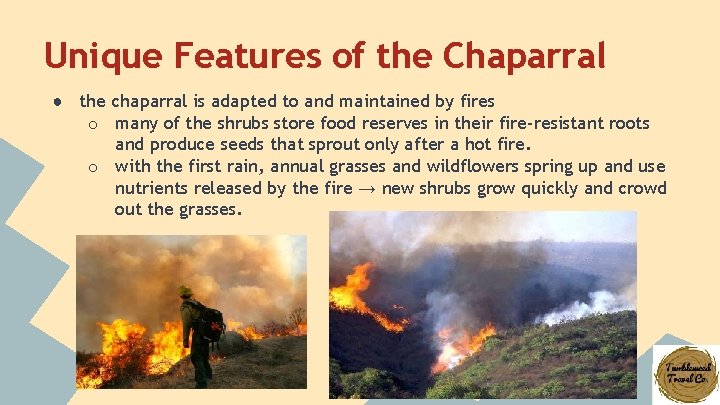 Unique Features of the Chaparral ● the chaparral is adapted to and maintained by