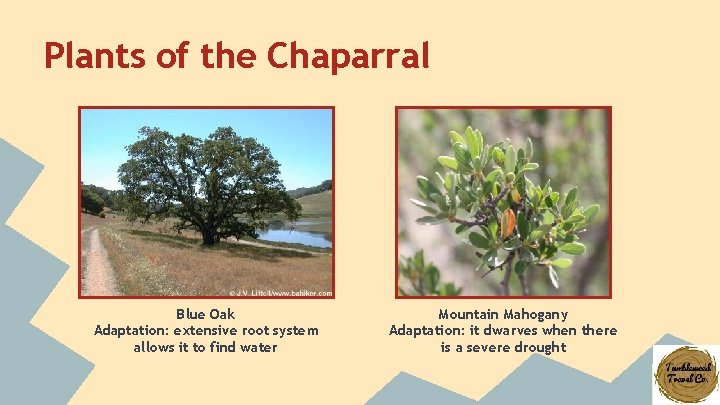 Plants of the Chaparral Blue Oak Adaptation: extensive root system allows it to find