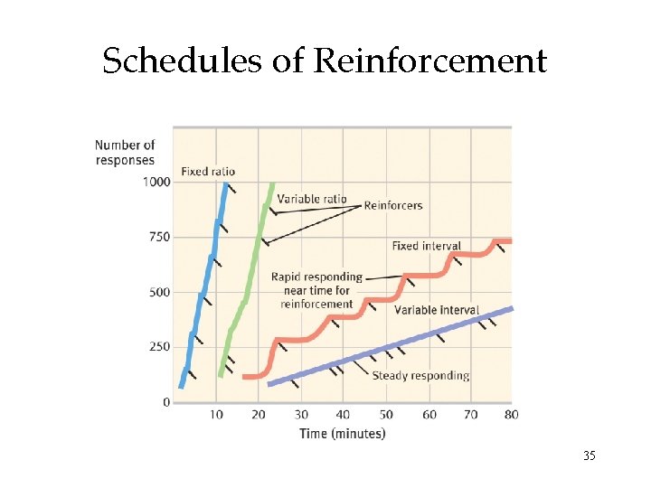 Schedules of Reinforcement 35 