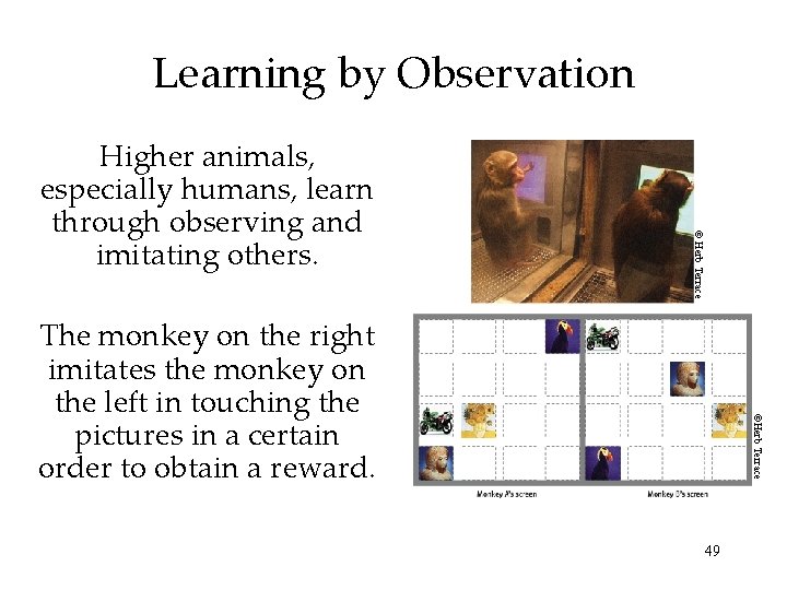 Learning by Observation © Herb Terrace Higher animals, especially humans, learn through observing and