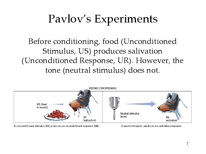 Pavlov’s Experiments Before conditioning, food (Unconditioned Stimulus, US) produces salivation (Unconditioned Response, UR). However,