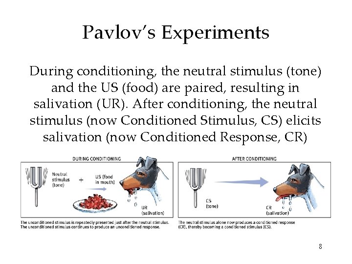 Pavlov’s Experiments During conditioning, the neutral stimulus (tone) and the US (food) are paired,