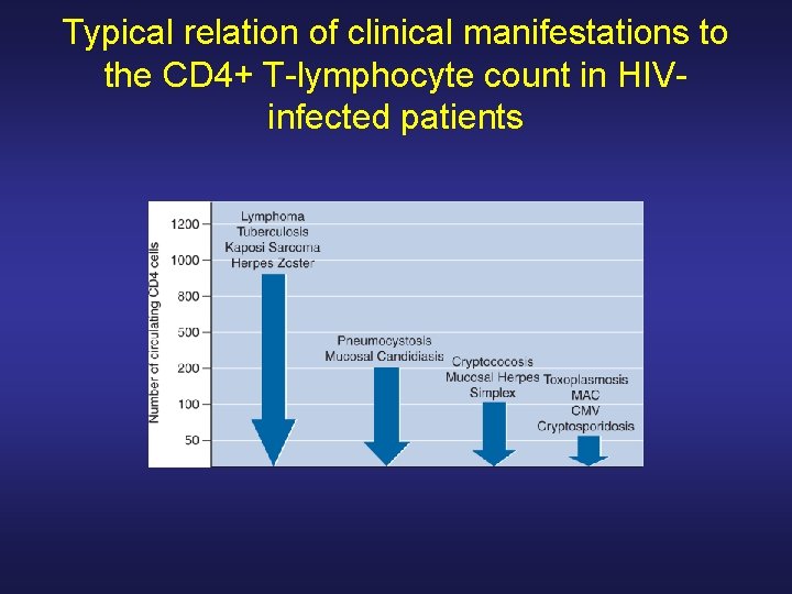 Typical relation of clinical manifestations to the CD 4+ T-lymphocyte count in HIVinfected patients Typical relation of clinical manifestations to the CD 4+ T-lymphocyte count in HIVinfected patients