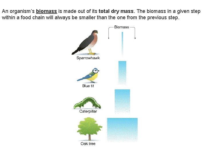 An organism’s biomass is made out of its total dry mass. The biomass in