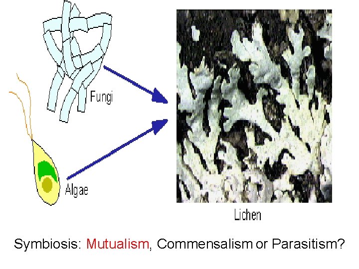 Symbiosis: Mutualism, Commensalism or Parasitism? 