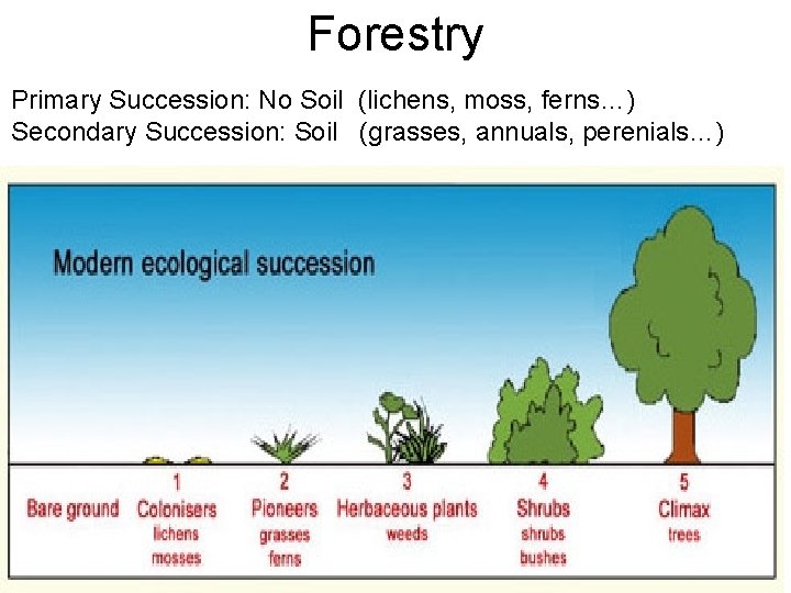 Forestry Primary Succession: No Soil (lichens, moss, ferns…) Secondary Succession: Soil (grasses, annuals, perenials…)