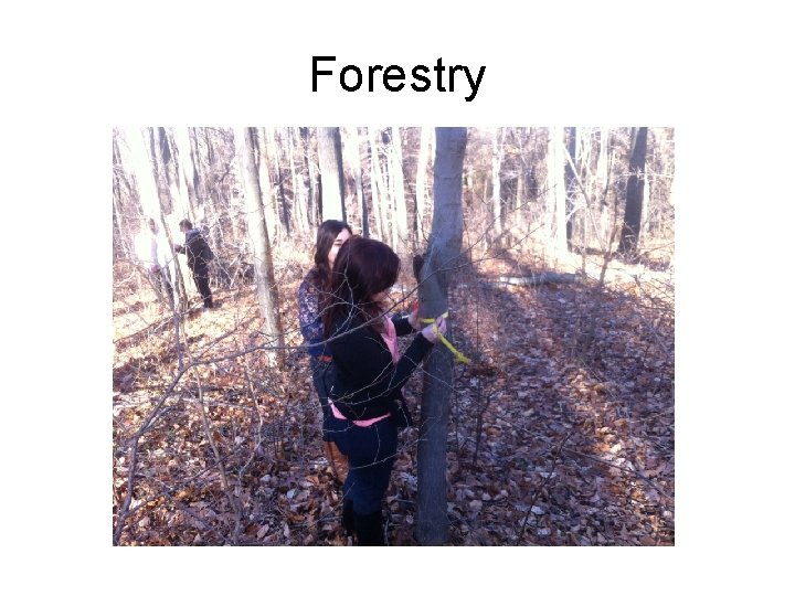 Forestry 