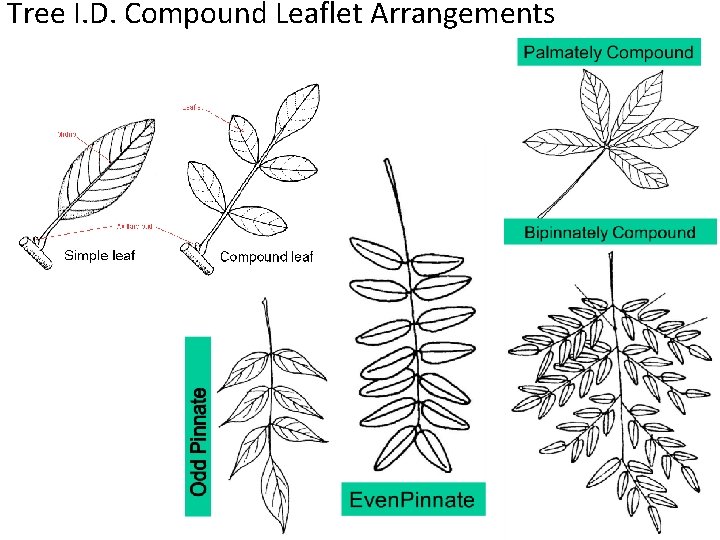 Tree I. D. Compound Leaflet Arrangements 