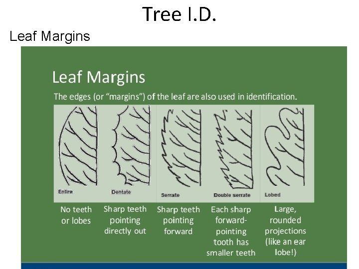 Tree I. D. Leaf Margins 